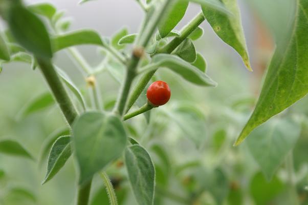 Capsicum galapagoense